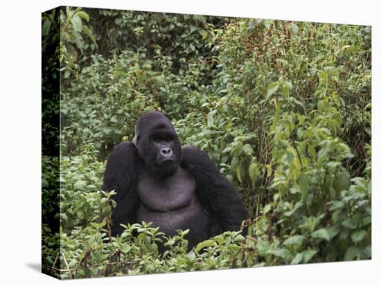 Silverback Mountain Gorilla, Amongst Vegetation, Zaire-Staffan Widstrand-Premier Image Canvas