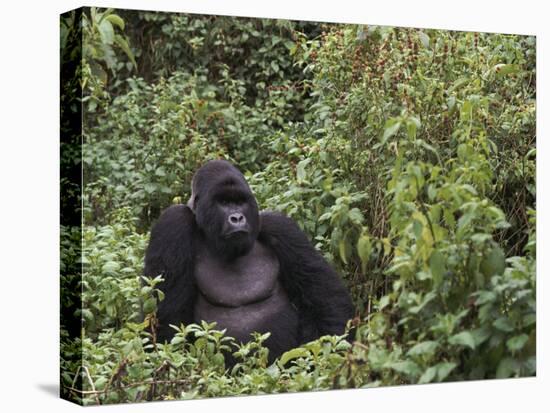 Silverback Mountain Gorilla, Amongst Vegetation, Zaire-Staffan Widstrand-Premier Image Canvas