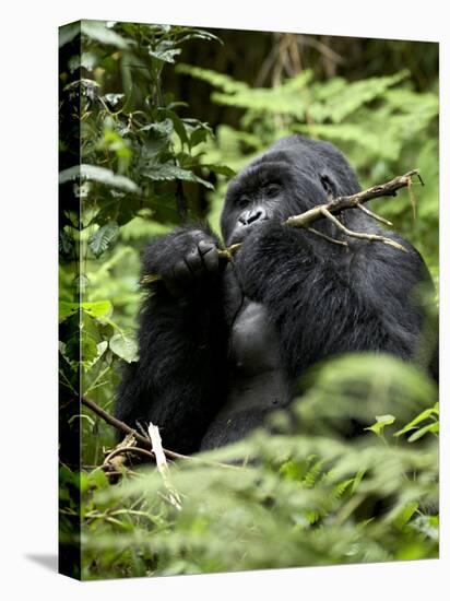 Silverback Mountain Gorilla (Gorilla Gorilla Beringei), Group 13, Volcanoes National Park, Rwanda-James Hager-Premier Image Canvas