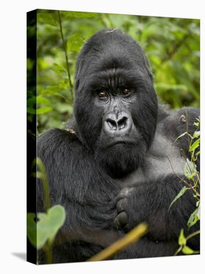 Silverback Mountain Gorilla (Gorilla Gorilla Beringei), Group 13, Volcanoes National Park, Rwanda-James Hager-Premier Image Canvas