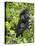 Silverback Mountain Gorilla (Gorilla Gorilla Beringei), Shinda Group, Volcanos National Park-James Hager-Premier Image Canvas