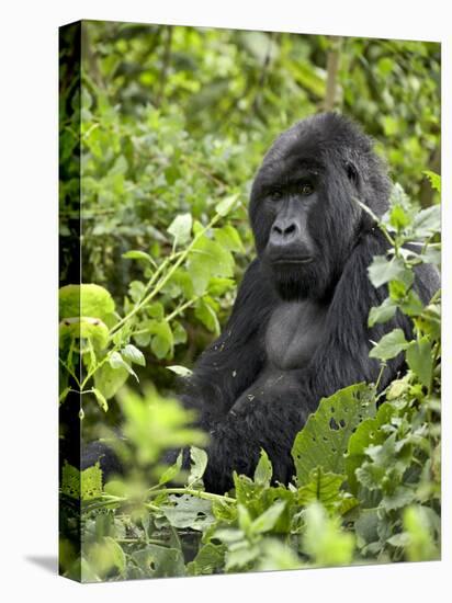 Silverback Mountain Gorilla (Gorilla Gorilla Beringei), Shinda Group, Volcanos National Park-James Hager-Premier Image Canvas