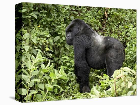 Silverback Mountain Gorilla Standing in Profile, Shinda Group, Rwanda, Africa-James Hager-Premier Image Canvas