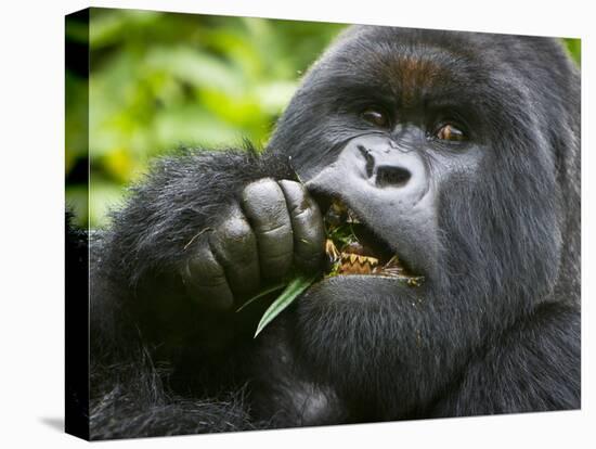 Silverback Mountain Gorilla, Volcanoes National Park, Virungas, Charles, Rwanda-Ralph H. Bendjebar-Premier Image Canvas