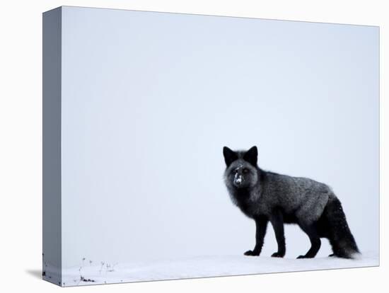 Silverfox (Red Fox) (Vulpes Vulpes), Churchill, Hudson Bay, Manitoba, Canada-Thorsten Milse-Premier Image Canvas