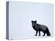 Silverfox (Red Fox) (Vulpes Vulpes), Churchill, Hudson Bay, Manitoba, Canada-Thorsten Milse-Premier Image Canvas