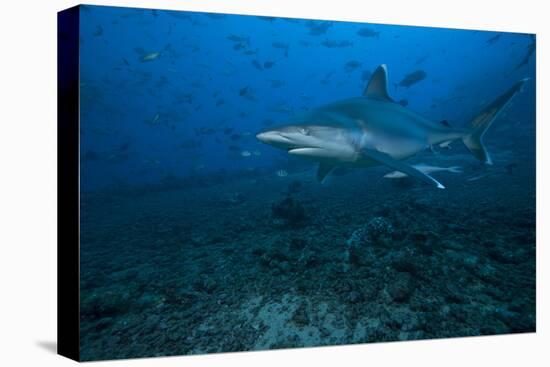 Silvertip Shark at the Bistro Dive Site in Fiji-Stocktrek Images-Premier Image Canvas