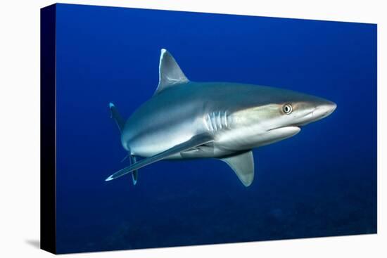 silvertip shark portrait, revillagigedo islands, mexico-alex mustard-Premier Image Canvas