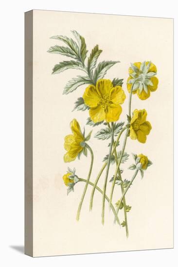 Silverweed-F. Edward Hulme-Premier Image Canvas