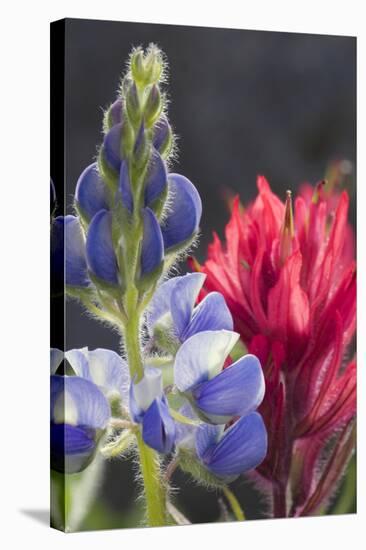 Silvery Lupine, Lavender Paintbrush-Ken Archer-Premier Image Canvas