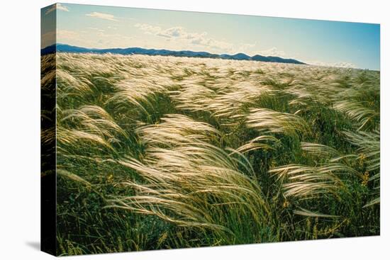 Silvery Steppe Grass Bends to the Wind in Tuva's Grasslands., 2003 (Photo)-Sisse Brimberg-Premier Image Canvas