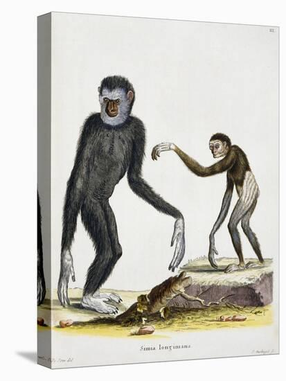 Simia Longimana (Hylobates Lar) or White-Handed Gibbon from Mammals from Illustrations of Nature wi-null-Premier Image Canvas
