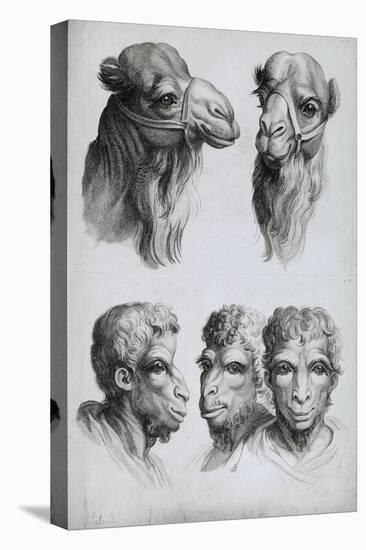 Similarities Between the Head of a Camel and a Man-Charles Le Brun-Premier Image Canvas