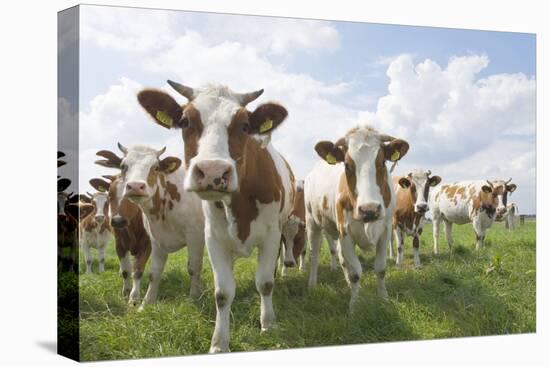 Simmental Cattle Cows in Meadow-null-Premier Image Canvas