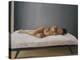 Simona Pregnant Lying Down, 2007-Peter Breeden-Premier Image Canvas