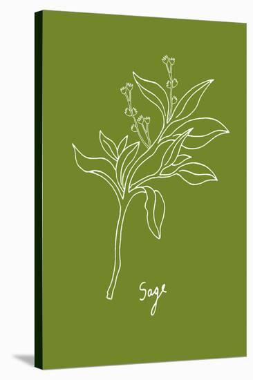 Simple Herb - Sage-Clara Wells-Stretched Canvas