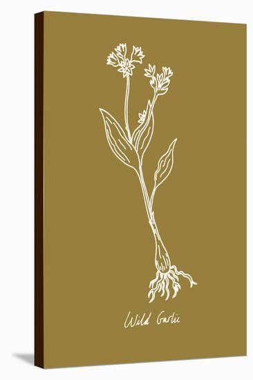 Simple Herb - Wild Garlic-Clara Wells-Stretched Canvas