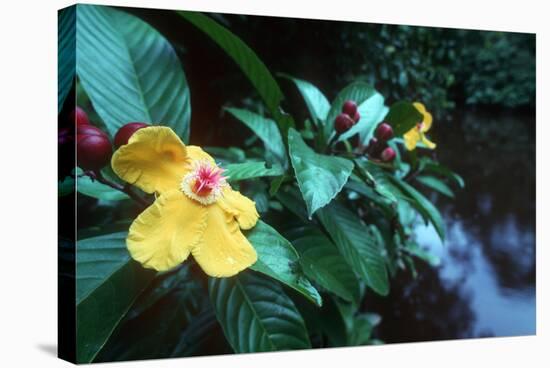 Simpoh Air Flower (Dillenia Excelsa)-Georgette Douwma-Premier Image Canvas