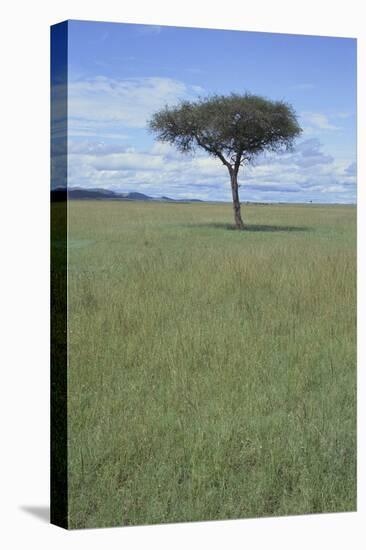 Single Acacia on the Savanna-DLILLC-Premier Image Canvas