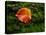 Single autumn leaf lying on moss-Panoramic Images-Premier Image Canvas