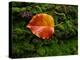 Single autumn leaf lying on moss-Panoramic Images-Premier Image Canvas