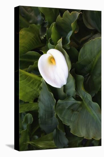 Single Cala Lilly, California Coast-Vincent James-Premier Image Canvas