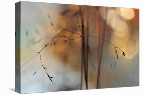 Single Drop Fall-Heidi Westum-Premier Image Canvas
