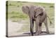 Single Female Elephant Standing on Pond Edge, Wet from Bathing-James Heupel-Premier Image Canvas