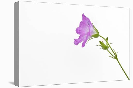 Single Flower on White Background-Will Wilkinson-Premier Image Canvas