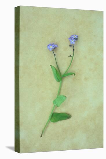 Single Flower-Den Reader-Premier Image Canvas