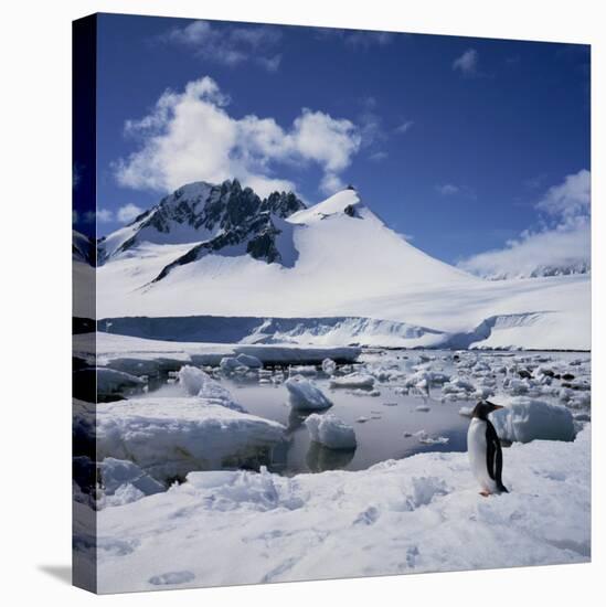 Single Gentoo Penguin on Ice in a Snowy Landscape, on the Antarctic Peninsula, Antarctica-Geoff Renner-Premier Image Canvas