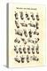 Single-Handed Alphabet in Sign Language, Used in the Us, 1800s-null-Premier Image Canvas