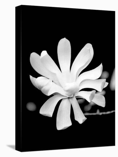 Single Magnolia-Jeff Pica-Premier Image Canvas