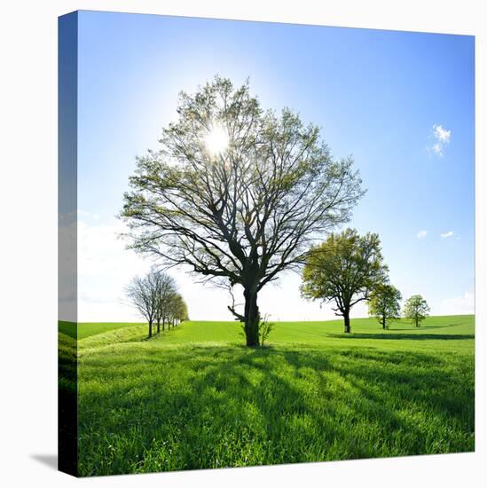 Single Oak in Grain Field in Spring, Back Light, Burgenlandkreis, Saxony-Anhalt, Germany-Andreas Vitting-Premier Image Canvas