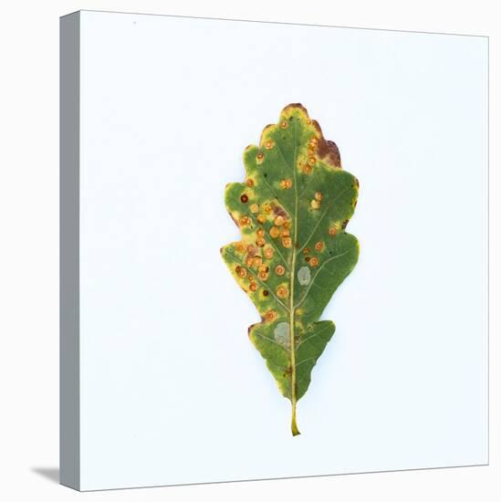 Single Oak Leaf-Clive Nolan-Premier Image Canvas