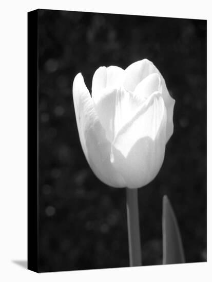 Single Open Tulip-Jeff Pica-Premier Image Canvas