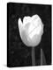 Single Open Tulip-Jeff Pica-Premier Image Canvas