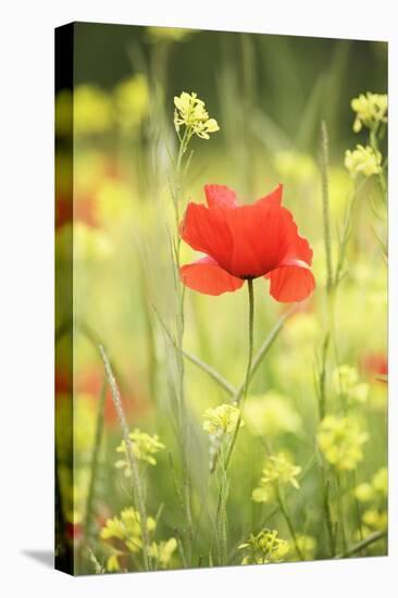 Single Poppy in a Field of Wildflowers, Val D'Orcia, Province Siena, Tuscany, Italy, Europe-Markus Lange-Premier Image Canvas