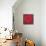 Single Red Anemone-Ivo-Stretched Canvas displayed on a wall