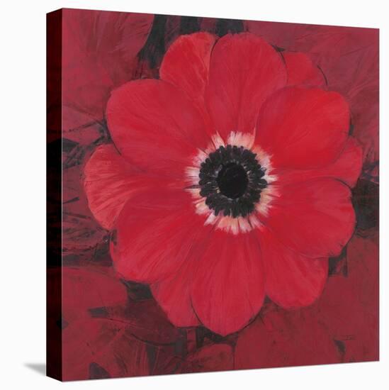 Single Red Anemone-Ivo-Stretched Canvas