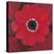 Single Red Anemone-Ivo-Stretched Canvas