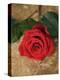 Single Red Rose on Stone Floor-Clive Nichols-Premier Image Canvas