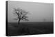 Single Tree, Fog, Meadow-Jurgen Ulmer-Premier Image Canvas