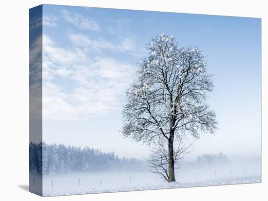 Single Tree in Snow-Covered Winter Scenery, Bavarians, Germany, Euroa-P. Widmann-Premier Image Canvas