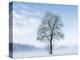 Single Tree in Snow-Covered Winter Scenery, Bavarians, Germany, Euroa-P. Widmann-Premier Image Canvas