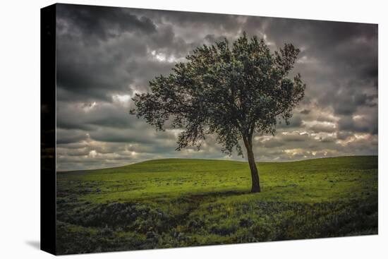 Single tree in the luscious green Flint Hills of Kansas-Michael Scheufler-Premier Image Canvas