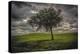 Single tree in the luscious green Flint Hills of Kansas-Michael Scheufler-Premier Image Canvas