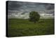 Single tree in the lush brush in the Flint Hills of Kansas-Michael Scheufler-Premier Image Canvas