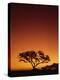 Single Tree Silhouetted Against a Red Sunset Sky in the Evening, Kruger National Park, South Africa-Paul Allen-Premier Image Canvas