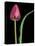 Single Tulip Stem, Maplethorpe Style, Rochester, Michigan, USA-Claudia Adams-Premier Image Canvas